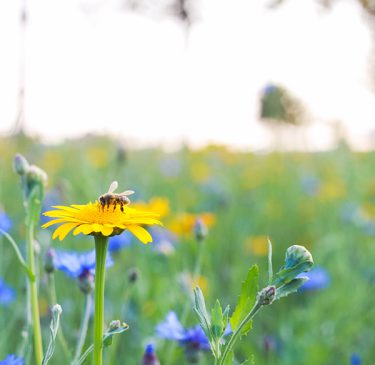 Bloemenmix voor bijen en vlinders