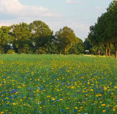 Bloemenveld rondom onze weilanden