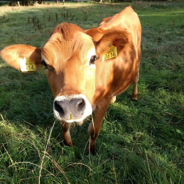 Koe_in_wei_vakantieboerderij